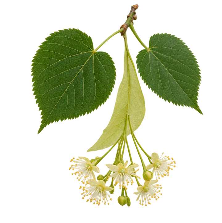 Rametto di tiglio in fiore con la brattea
